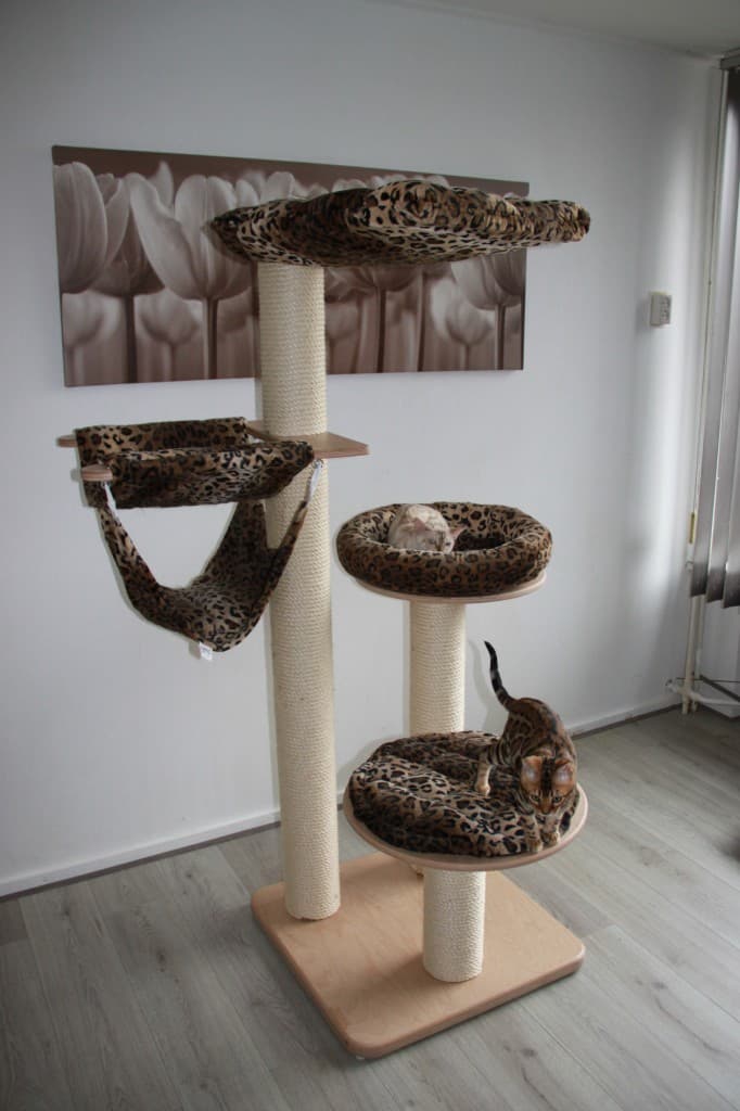 Bengalivo Cattery