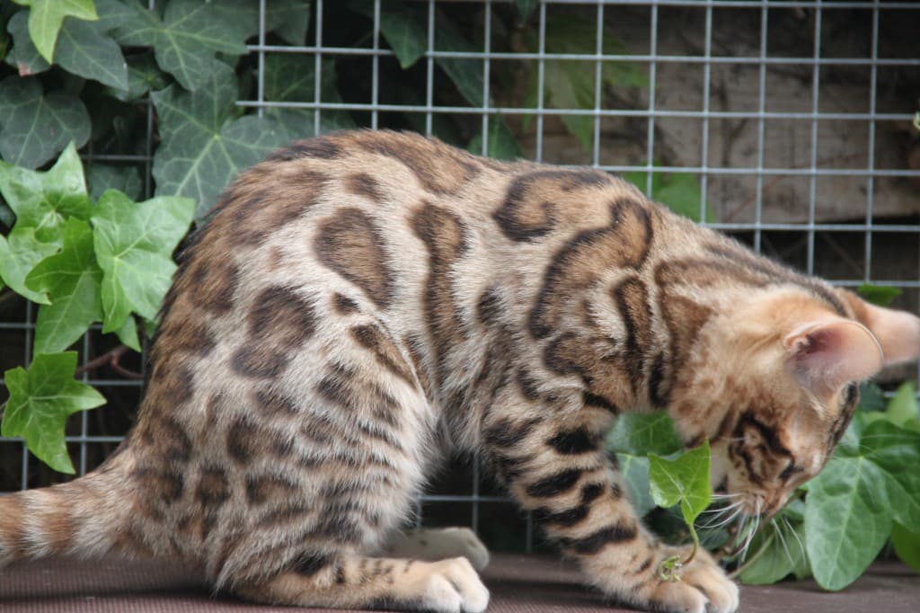 Bengal Cat - A Bewitching Beauty