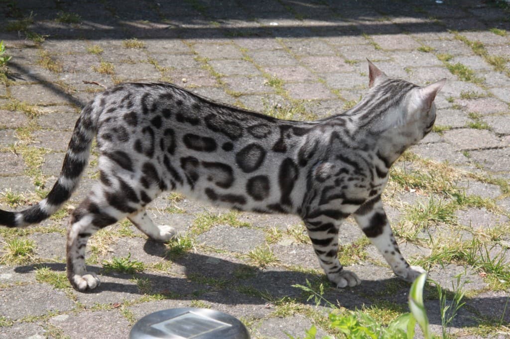 Bengal Cat History