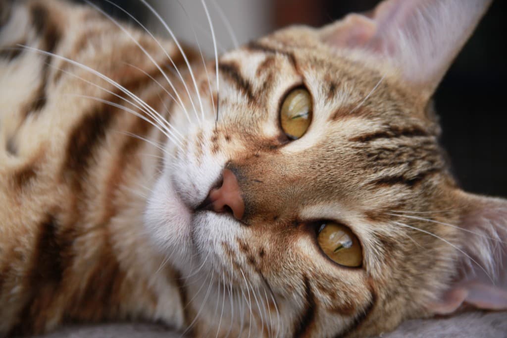 Bengal Cat 1