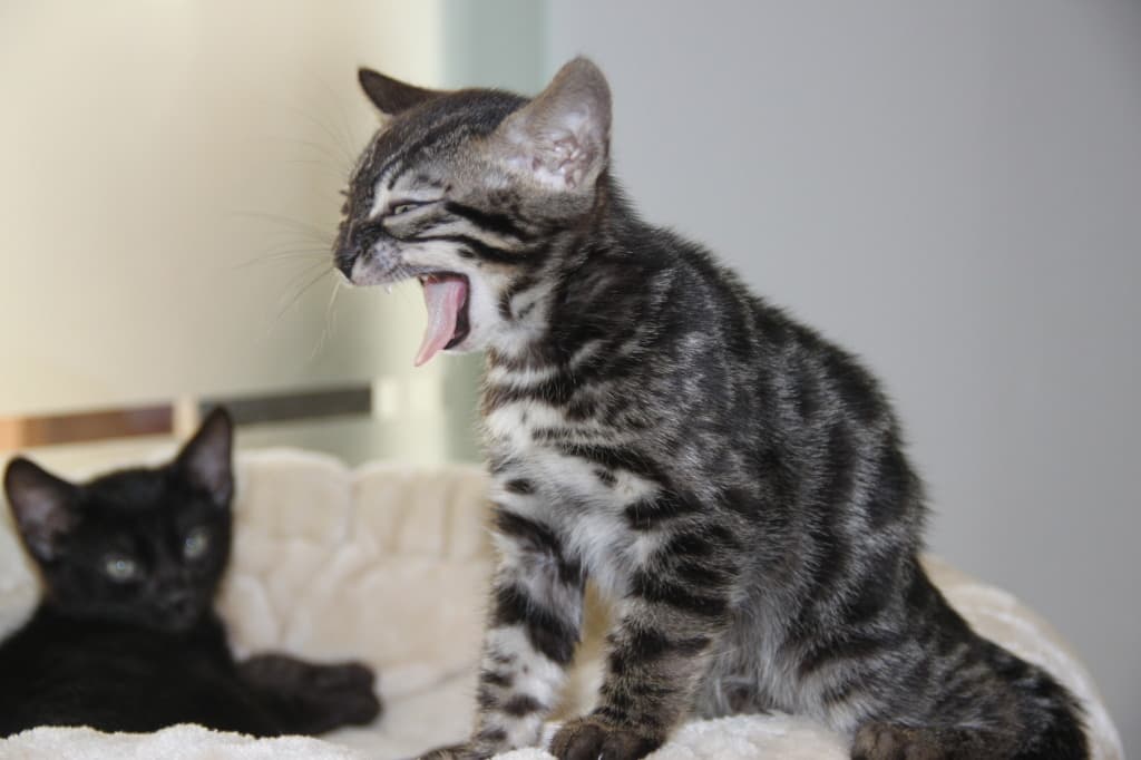 Bengal Cat 6