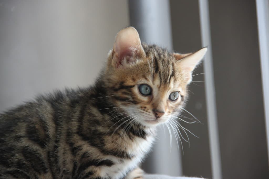 Bengal Cat 7