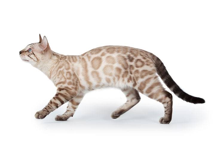 Bengal Cat 8