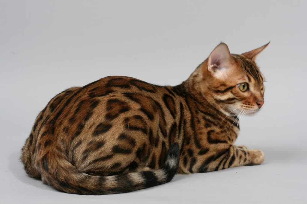Bengal Cat 9