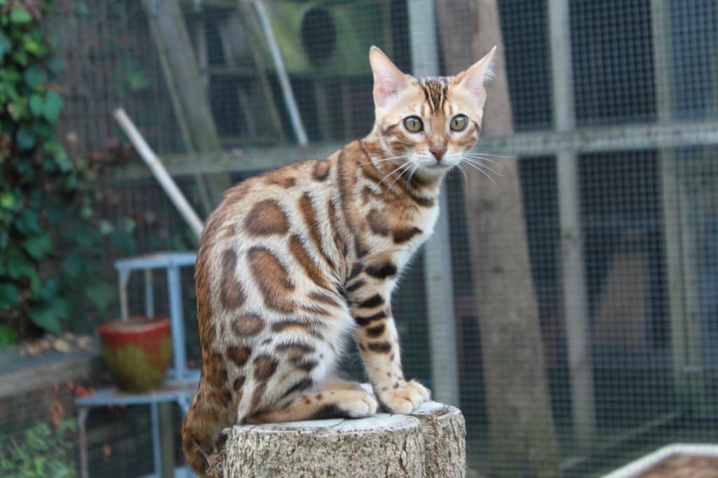 Bengal Cat 10