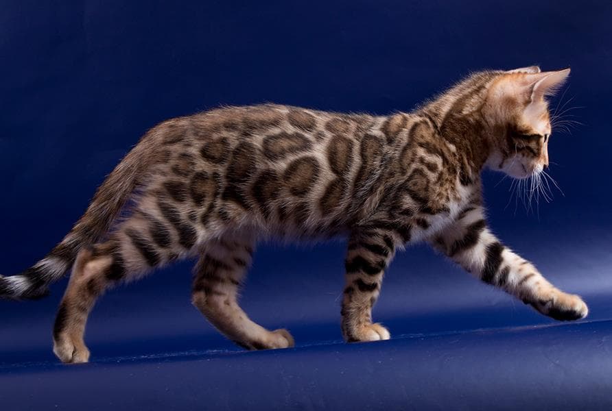 Bengal Cat Patterns