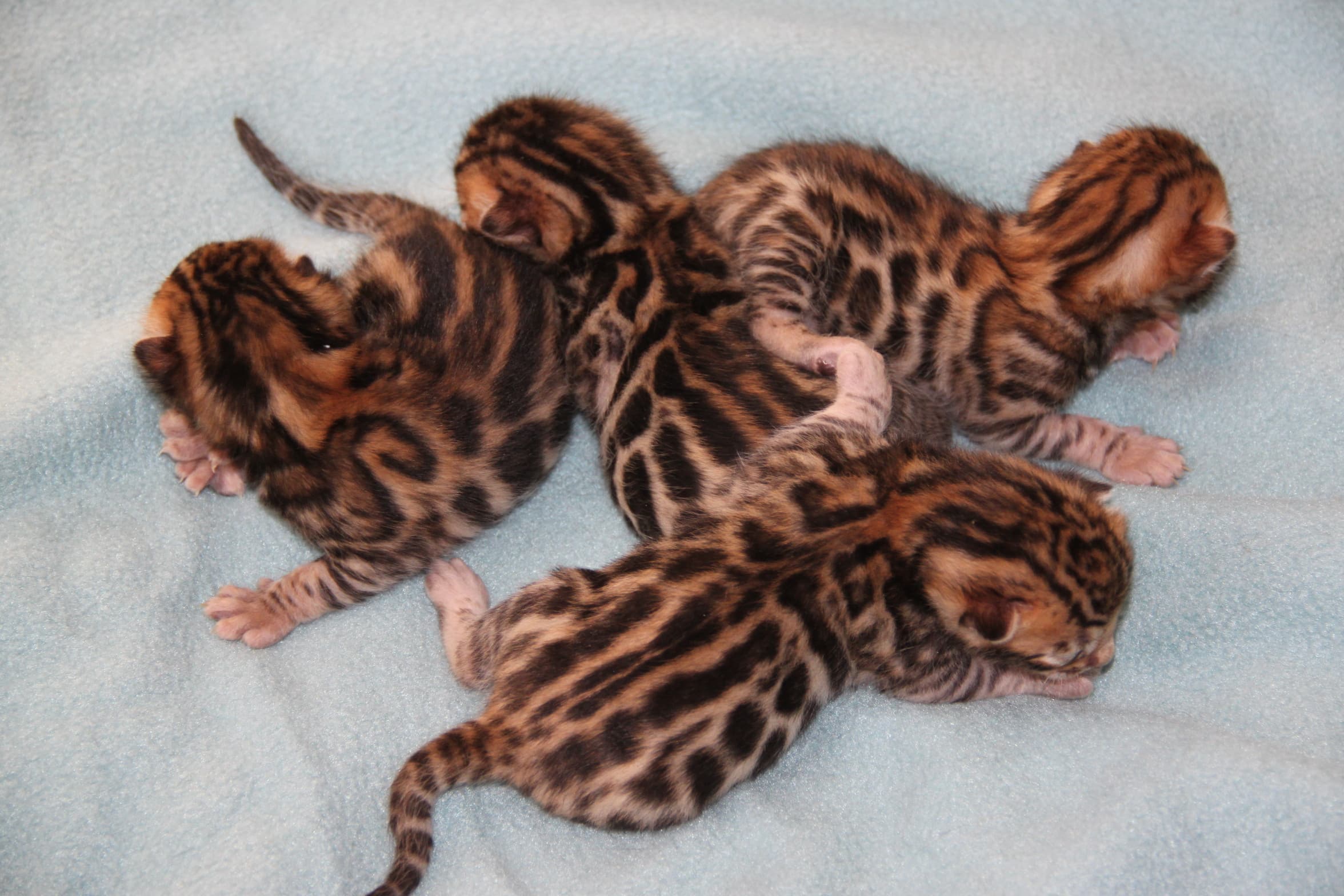 Kittens playing together